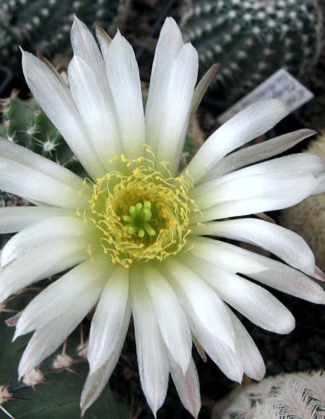 Echinocereus pulchellus var. sharpii